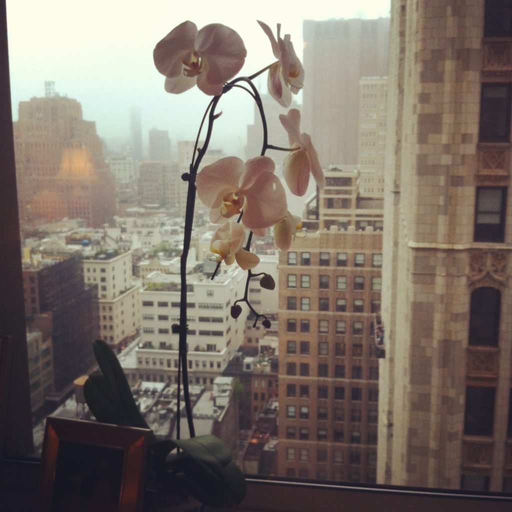 orchid and a view