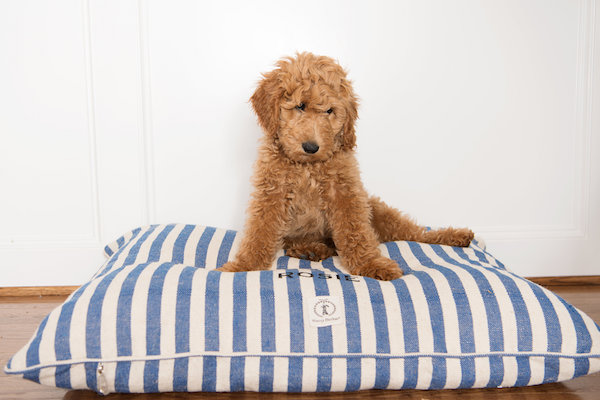 HOUSE of HARPER's Newest Member Rosie The Goldendoodle