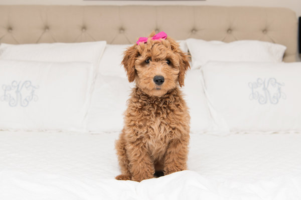 HOUSE of HARPER's Newest Member Rosie The Goldendoodle